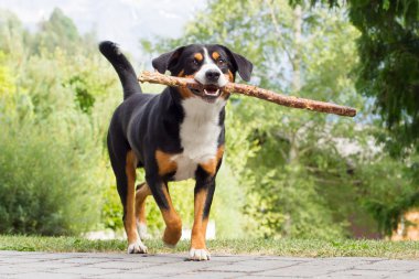 Uzun dalı ile oynarken Sennenhund