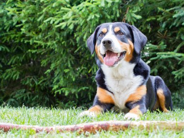 Onunla oynamak onun patronu için bekliyorum Sennenhund