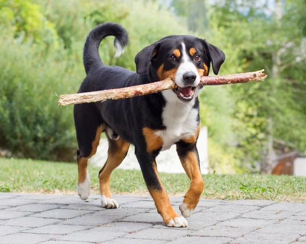 Sennenhund παίζει με μακρά υποκατάστημα — Φωτογραφία Αρχείου