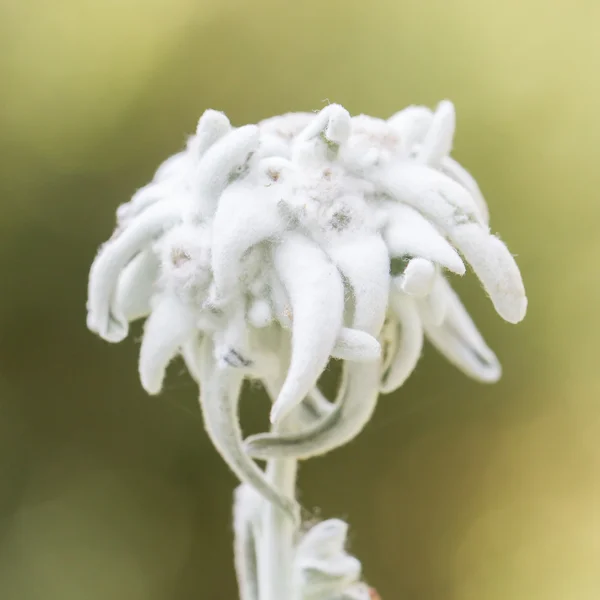 Μεγέθυνση του ένα λουλούδι Edelweiss — Φωτογραφία Αρχείου