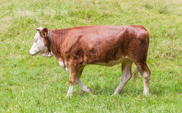 Vaca de leite marrom em um prado de grama — Fotografia de Stock