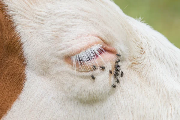 Des mouches gênantes dans l'œil de la vache — Photo