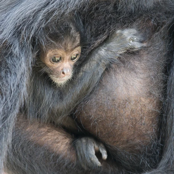 Örümcek maymun (Ateles fusciceps) — Stok fotoğraf