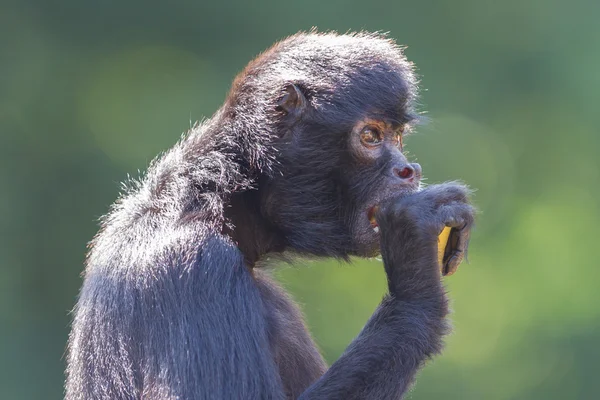 Macaco-aranha (Ateles fusciceps ) — Fotografia de Stock