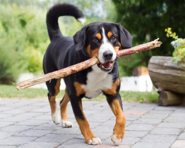 Uzun dalı ile oynarken Sennenhund