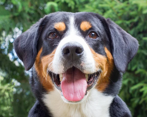 Joven Sennenhund, primer plano —  Fotos de Stock