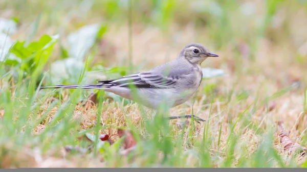 Bachstelze, Weibchen — Stockfoto