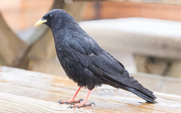 Alpine Chough (Pyrrhocorax graculus) — Stock Photo, Image