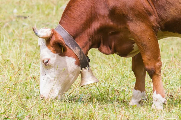 在一片草地的草棕色奶牛 — 图库照片