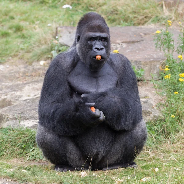 Argento appoggiato Male Gorilla — Foto Stock