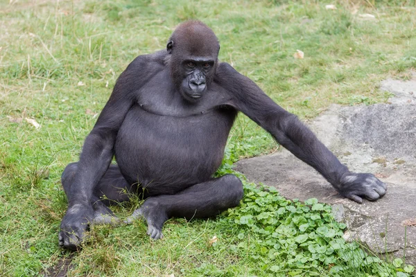 Gorila adulto descansando — Fotografia de Stock
