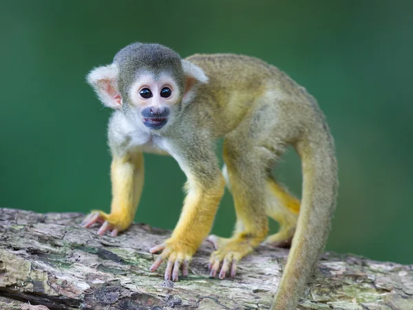 Pequeños monos ardilla común (Saimiri sciureus ) —  Fotos de Stock