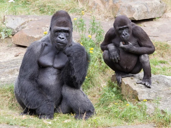 Silver backed male Gorilla — Stock Photo, Image