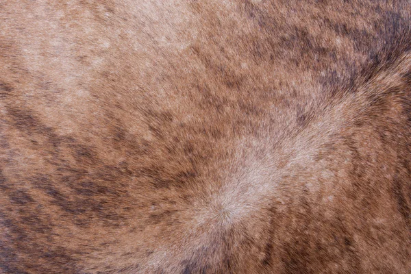 Brown textured cowhide — Stock Photo, Image