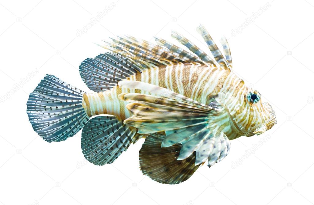 Pterois volitans, Lionfish - Isolated on white