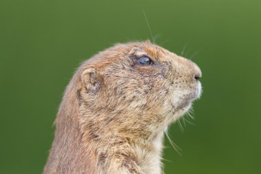 Siyah kuyruklu çayır köpeği (Cynomys ludovicianus)