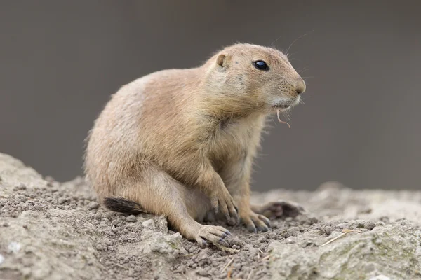 Pies preriowy czarnoogonowy (Cynomys ludovicianus) — Zdjęcie stockowe