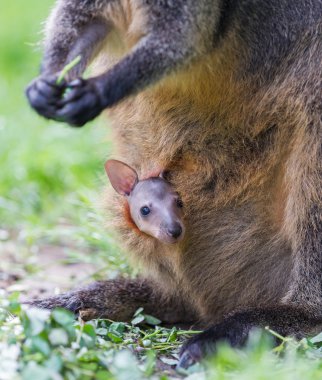 Genç joey ile kanguru 