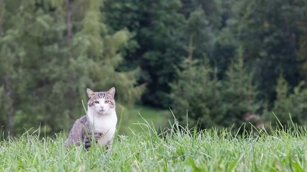 Gato sentado en un gran campo verde — Foto de Stock