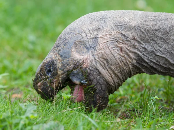 Galapagos tortue géante manger — Photo