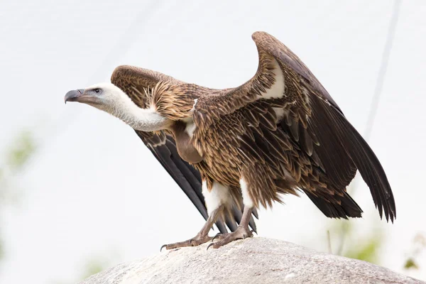 Vuxen kondor — Stockfoto