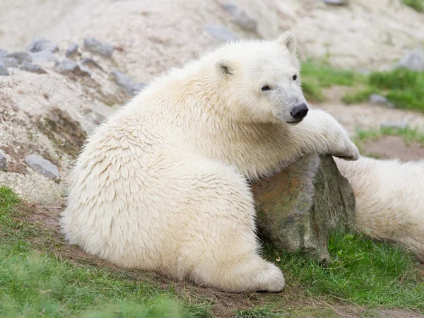 Joven oso polar descansando — Foto de Stock