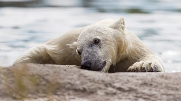 Close-up of a polarbear — Stock Photo, Image