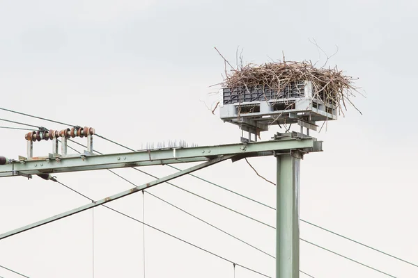 鉄道建設の上にコウノトリの巣 — ストック写真