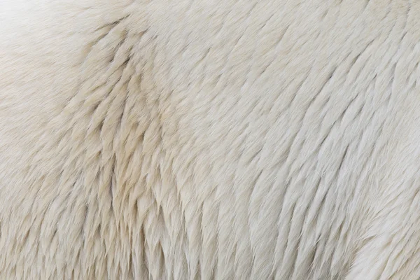 Крупный план белого медведя — стоковое фото