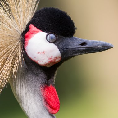 Close-up of a crowned crane clipart