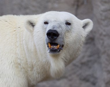 Bir polarbear (icebear yakın çekim)