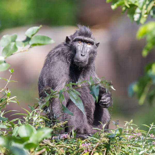 Macaco crista de celebridades adultas — Fotografia de Stock