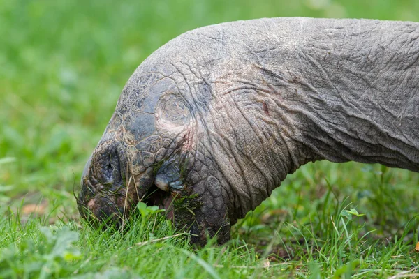 Galapagos-reuzenschildpad eten — Stockfoto