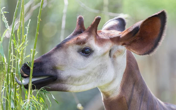 Close-up van een okapi eten — Stockfoto