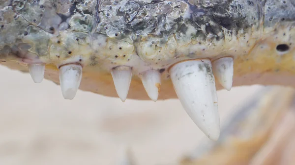 Close-up de dentes de crocodilo, mandíbula superior — Fotografia de Stock