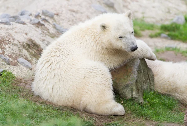 Young polarbear resting — Stock Photo, Image