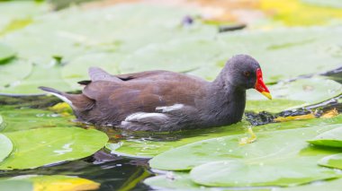 ortak moorhen, gallinula chloropus