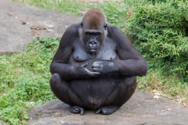 Yetişkin goril dinlenme