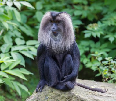 Aslan kuyruklu makak (macaca silenus)