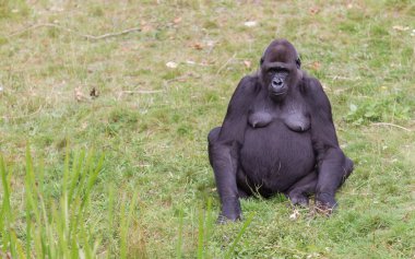Yetişkin goril dinlenme