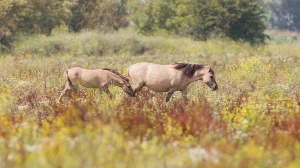 Konik atlar — Stok fotoğraf