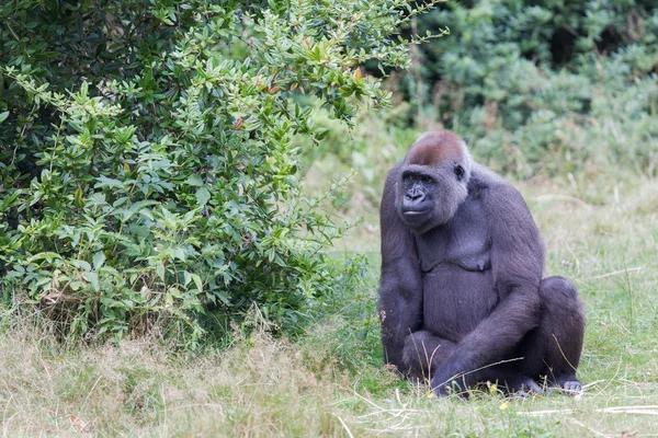 Adult gorilla resting — Stock Photo, Image