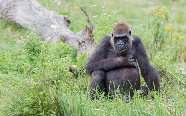 Adult gorilla resting — Stock Photo, Image