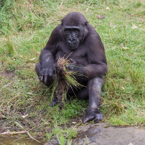 Unga gorilla att upptäcka — Stockfoto