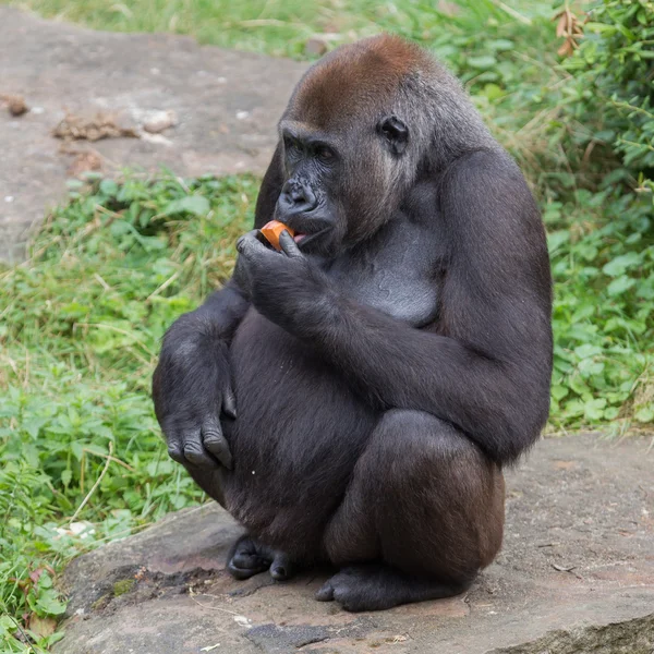 Adult gorilla eating — Stock Photo, Image