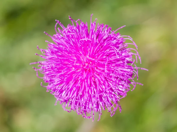 Thistle flower isolated — Stock Photo, Image