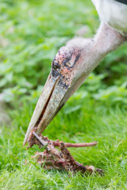 Marabou stork eating clipart