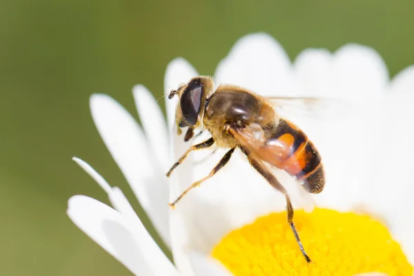 Ape sul fiore — Foto Stock