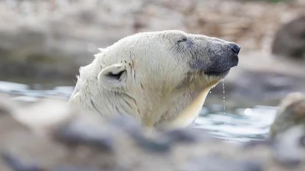 Detail polarbear — Stock fotografie