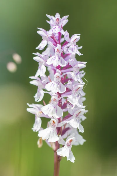 Wild orchid (orchis) — Stock Photo, Image
